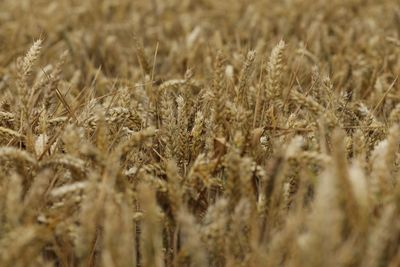 Close-up of stalks in field