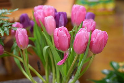 Close-up of pink tulips