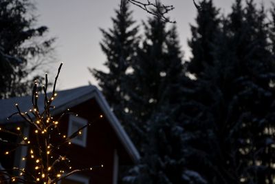Low angle view of illuminated christmas tree against sky during winter