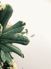 Close-up of plant against white background