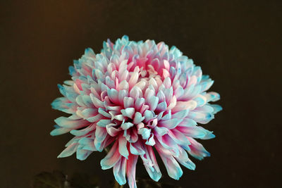Close-up of purple flowering plant