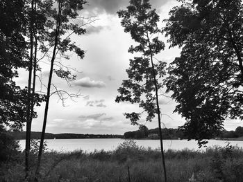 Trees on field against sky