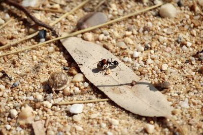 High angle view of ant on field