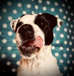 Close-up portrait of a dog