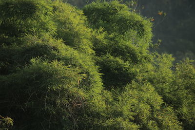 High angle view of tree in forest