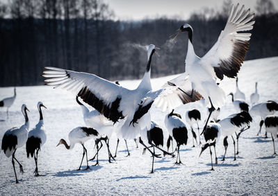 Flock of birds on land