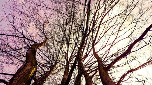 Low angle view of bare trees against sky