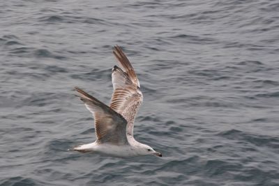 Seagull flying over sea