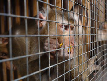 Close-up of cat in cage at zoo