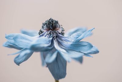 Close-up of wilted flower against white background