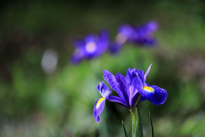 Close-up of purple flowering plant