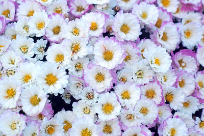 Close-up of white daisy