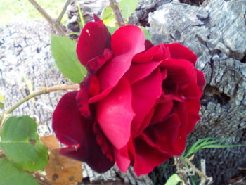 Close-up of red rose blooming outdoors