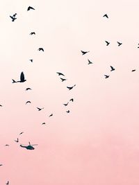 Low angle view of silhouette birds flying against clear sky