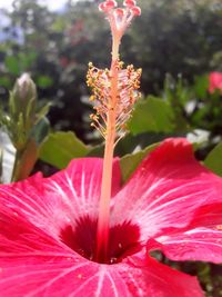 Close-up of pink hibiscus blooming outdoors