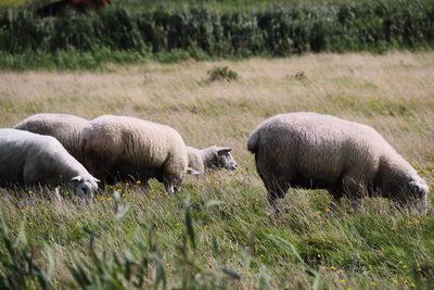 Sheep grazing on field