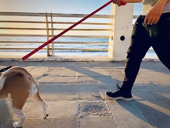 Man and dog at sea shore