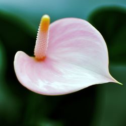 Close-up of flower blooming outdoors