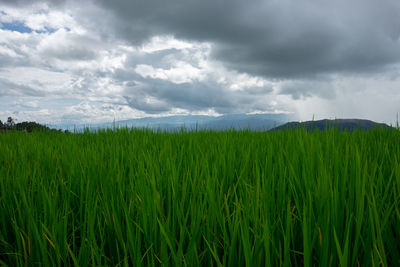 Scenic view of agricultural field against sky