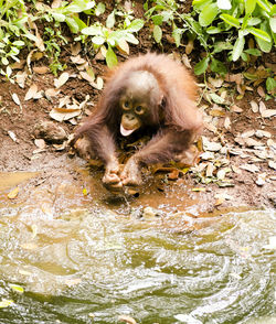 High angle view of monkey drinking water in lake