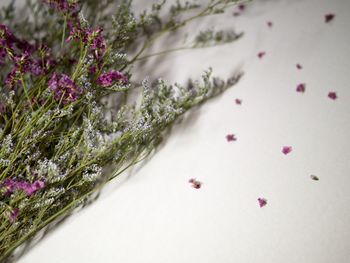 Close-up of pink flowers on bed