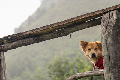 Portrait of a dog