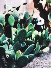 Close-up of succulent plant