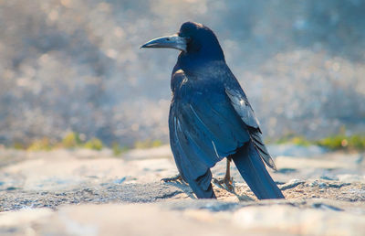 Close-up of bird perching on a land