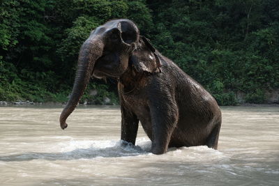 Close-up of elephant in water / river