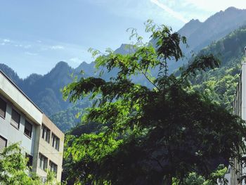 Trees and plants growing on mountain against sky