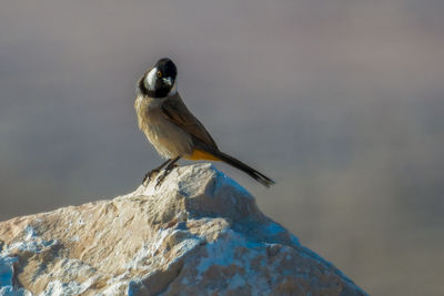 Close-up of bird perching on rock