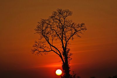 Silhouette of trees at sunset