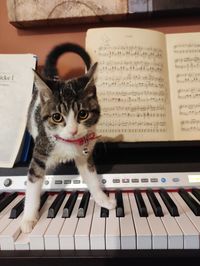 Cat loving the piano sounds