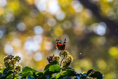 Close-up of butterfly pollinating flower