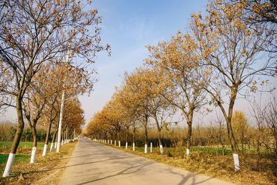 Road amidst trees against sky