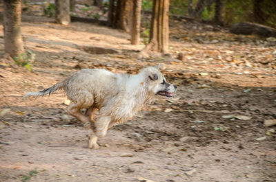 Sheep walking in a field