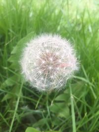 Close-up of dandelion blooming in field