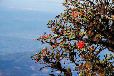 Low angle view of flowering plant against sky