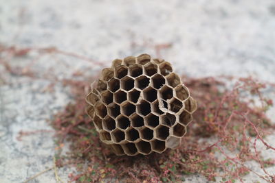 Close-up of beehive on field