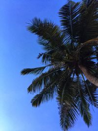 Low angle view of palm tree against clear blue sky