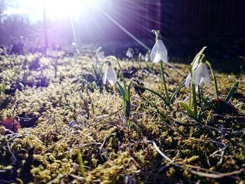 Plants growing on field