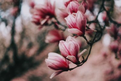 Close-up of pink magnolia flower