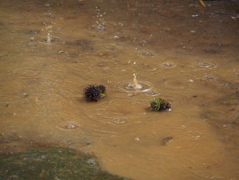 High angle view of a bird in the water