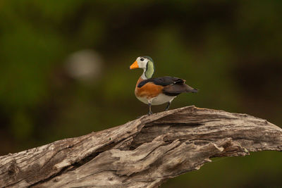 Close-up of bird perching on rock