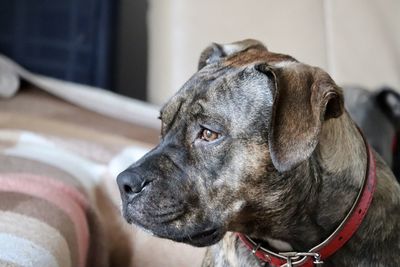 Close-up of dog looking away