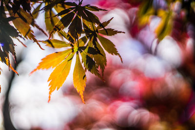 Close-up of maple leaves on branch