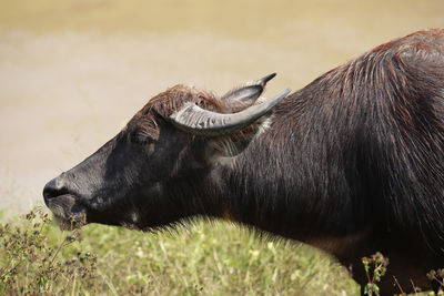 Close-up of a horse on field