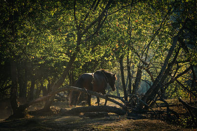 Horse standing amidst trees in forest