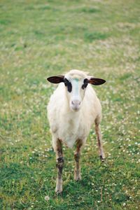 Portrait of sheep standing on field