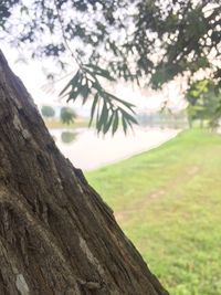 Low angle view of tree against sky